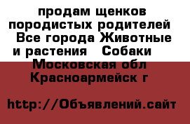 продам щенков породистых родителей - Все города Животные и растения » Собаки   . Московская обл.,Красноармейск г.